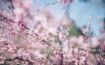 It’s Saturday, March 28th!  Spring is in the air and you have a night to yourself.  Enjoy trying something new.