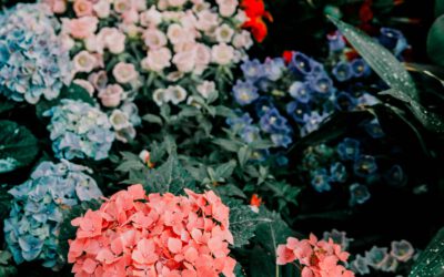 It’s Saturday, April 25th!  Time to check out next week’s menus.  Tonight you’re on your own.   Cook an old favorite or try something new.