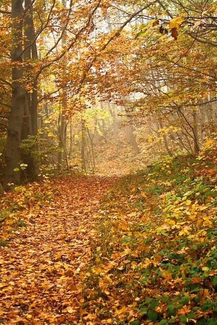 It’s Saturday, September 21.  Fall weather is coming on and we tumble into October this week.