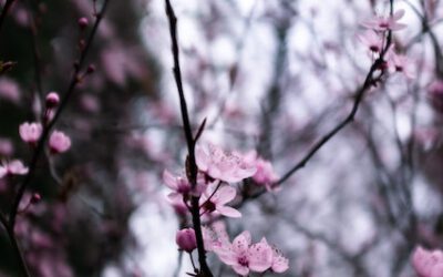 Another Saturday.  It’s April 18 and we are tipping into May.  Happy Spring!