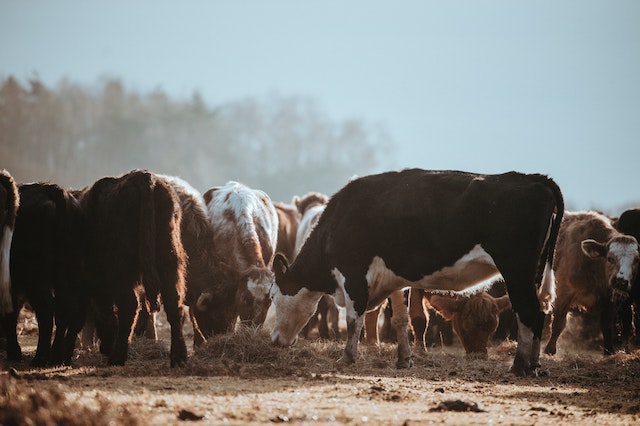 Taking a Bite Out of Climate Change